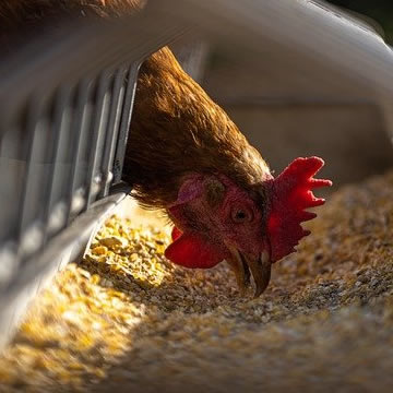 halaal poultry slaughter